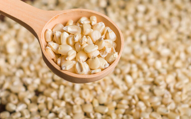 Salida de Cosecha de Maíz y Frijol Rojo en Nicaragua