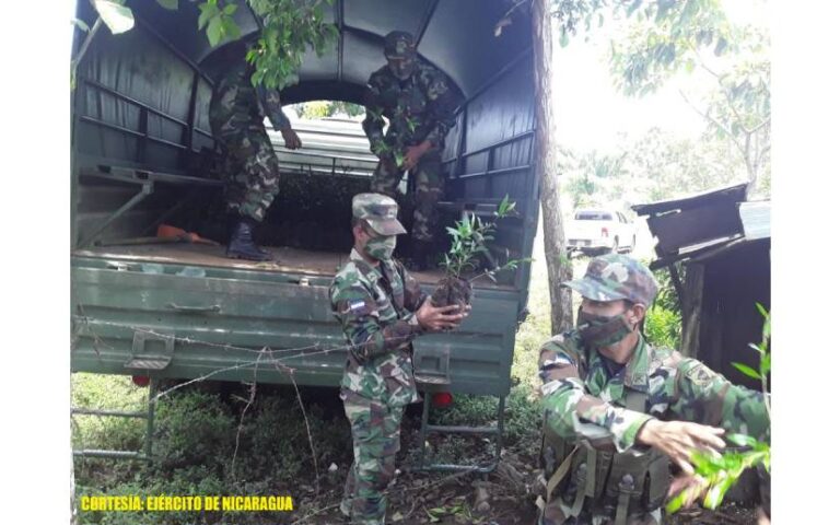 Ejército de Nicaragua realiza cargue, traslado y descargue de plantas forestales
