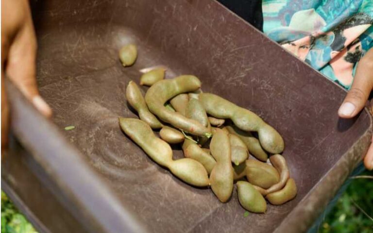 20 cartillas disponibles para promoción de cultivos con potencial de exportación