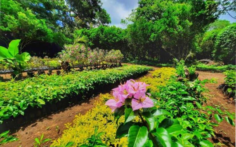 Así avanza el Certamen Nacional Viveros del Pueblo