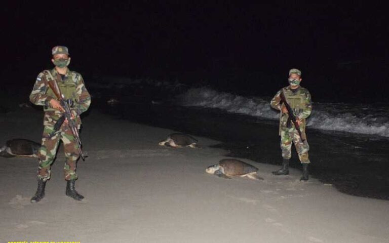 Ejército brindó protección durante arribada de tortugas al refugio La Flor
