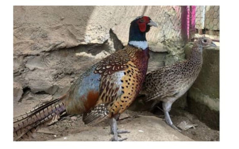 Gobierno de Nicaragua realiza visita de “El criadero San Pedrano”