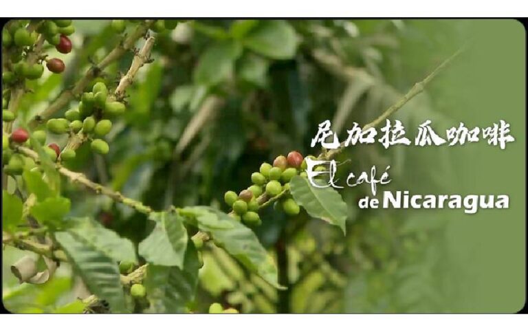 CGTN en Español resalta producción de café en Nicaragua