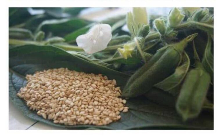 INTA presenta nueva variedad de ajonjolí