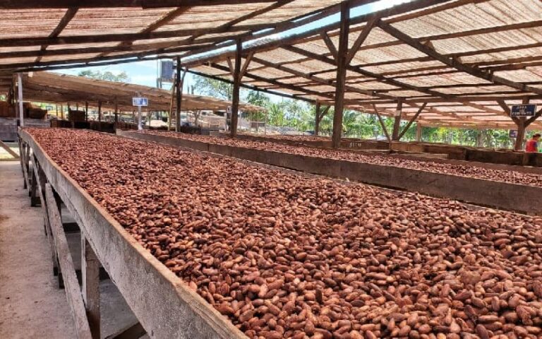 Cacao Oro en Nicaragua posee certificaciones Rainforest Alliance