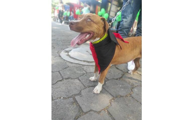 Celebran en Granada, Estelí, León y Chinandega Festivales Departamentales de Mascotas