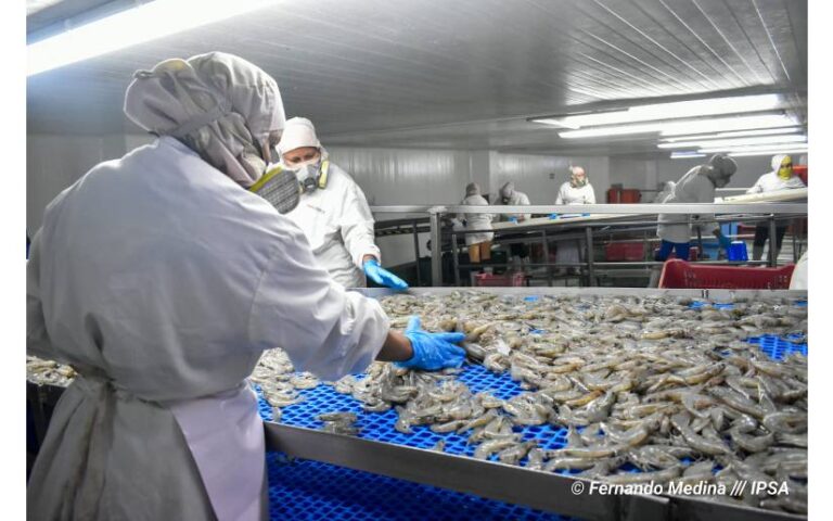 Nicaragua envía embarque de exportación de camarón a la República Popular China