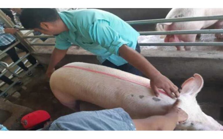 Jóvenes culminan diplomado en técnicas reproductivas en ganado porcino