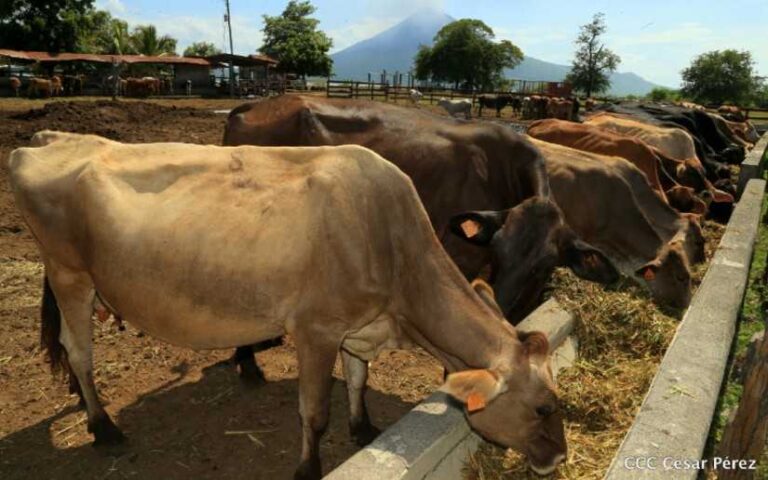 Sistema de Producción realizará Ferias sobre Ganadería Genética Bovina