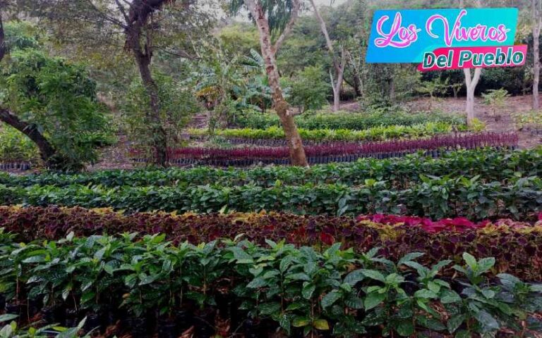 Gobierno de Nicaragua instala Viveros del Pueblo en diferentes municipios