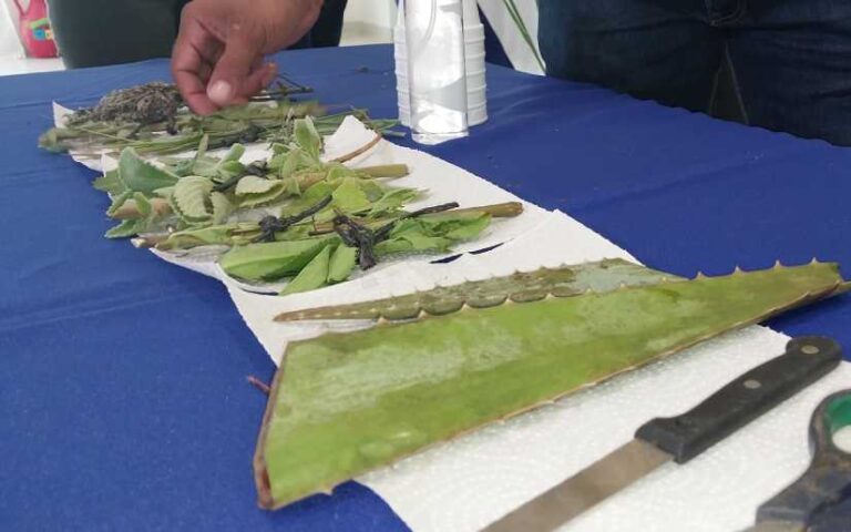 INTA celebra conferencia científica sobre producción y uso de plantas medicinales