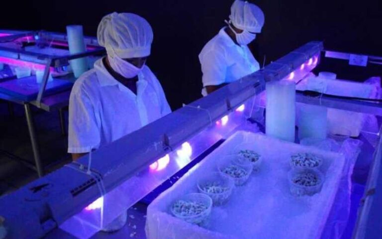 Caribbean Blue S.A, una empresa dedicada a la exportación de carne enlatada de cangrejo