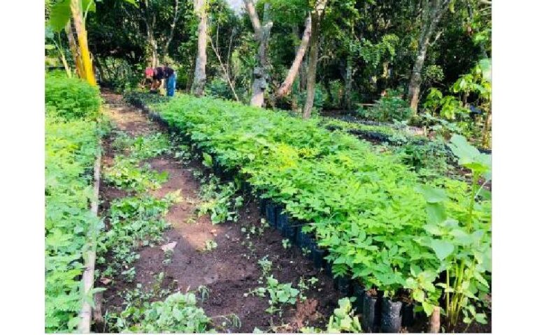 Inauguran vivero forestal El Guayacán en Pueblo Nuevo, Estelí