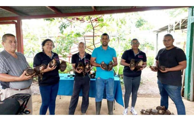 Gobierno Sandinista respalda producción nacional de musáceas