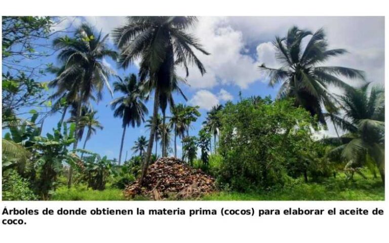 Aceite de coco genera mayor valor en Costa Caribe Sur