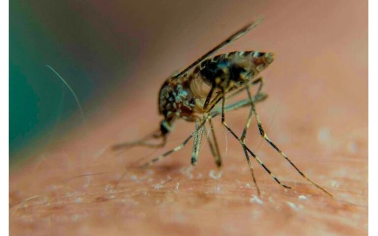 Minsa: Menos contagios de neumonía, leptospirosis y dengue en la última semana