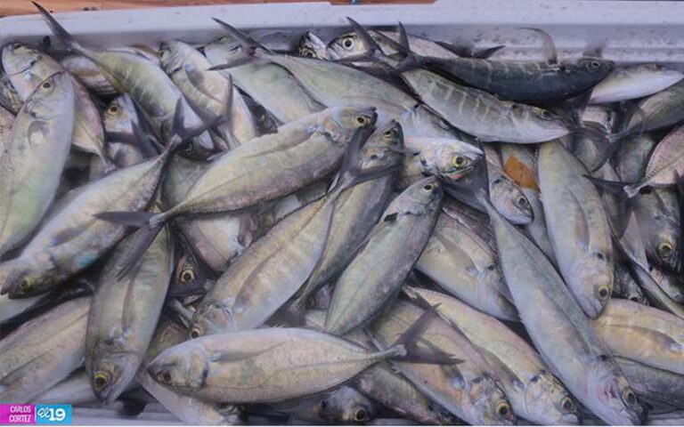 Sector pesca registra un crecimiento productivo del 6 por ciento