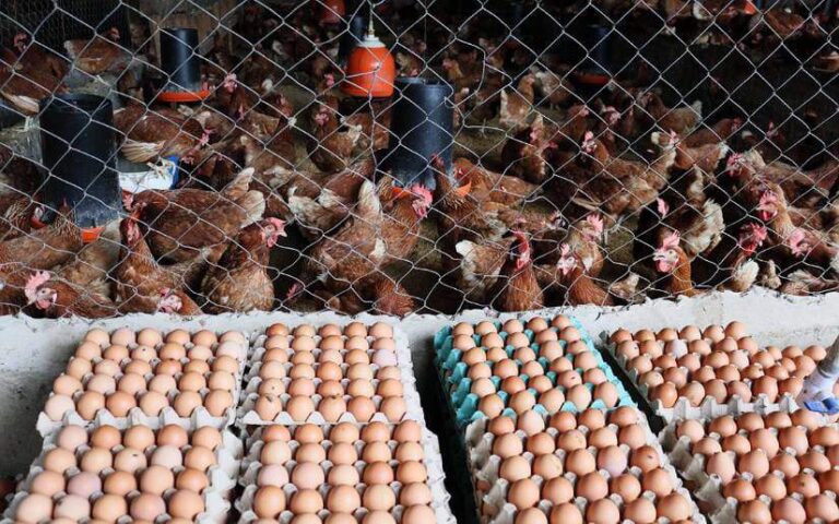 Estos son los avances en la producción de pollo y huevo en el primer semestre del 2023
