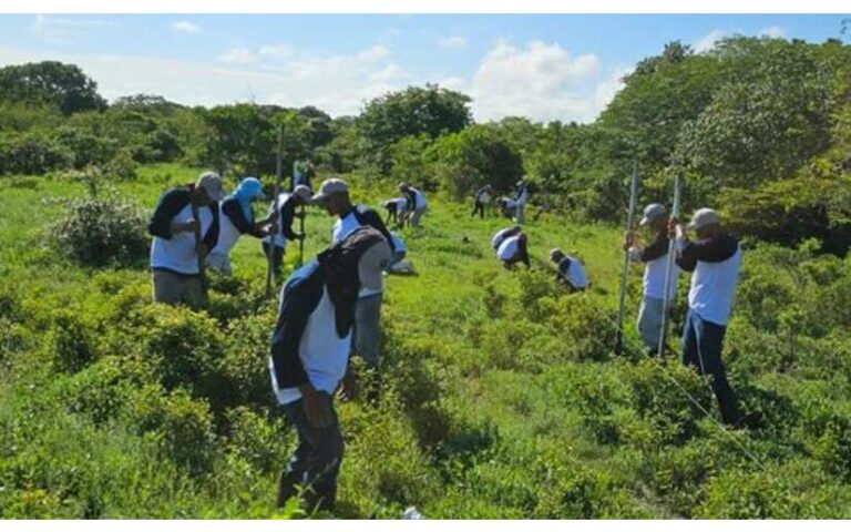 Así avanza la Campaña da Reforestación Verde, que te quiero Verde