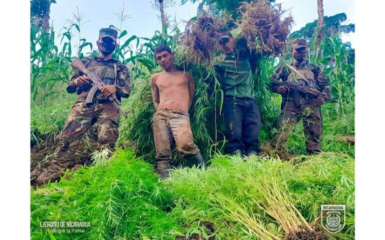 Ejército de Nicaragua realizó la incautación e incineración de plantas de marihuana
