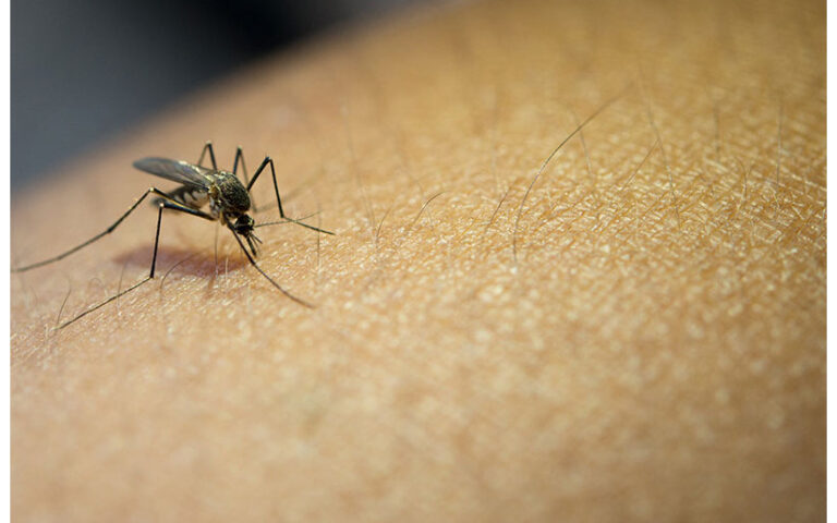 Se reportan menos contagios de malaria e influenza en la última semana en Nicaragua