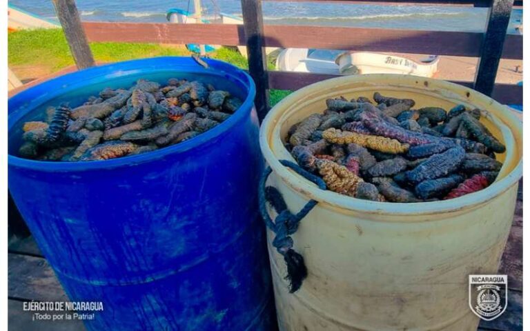 Ejército de Nicaragua realiza la ocupación de 776 libras de pepino de mar