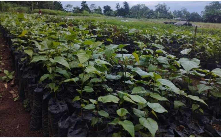 Campaña de reforestación alcanza los 13 millones de árboles plantados