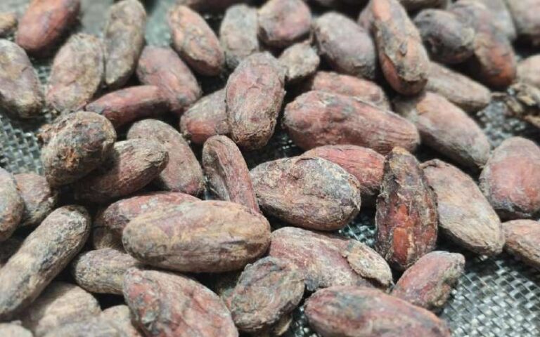 Gobierno Sandinista continúa fortaleciendo sector cacaotero