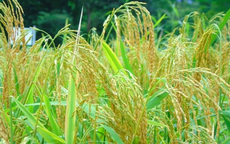 Este es el comportamiento de la producción de arroz de riego y secano en el invierno 2023