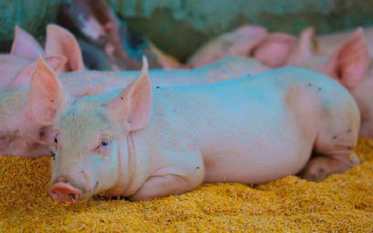 Nicaragua registra aumento de producción de cerdo y carne porcina en lo que va del año 2023