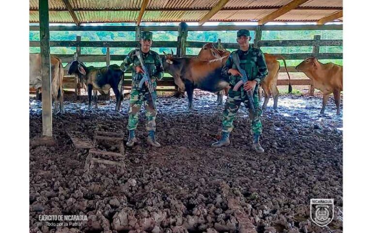 Quinto Comando Militar Regional recupera semovientes en comunidad de Nueva Guinea