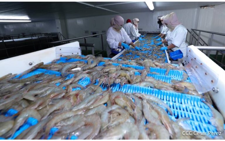 Nicaragua cerrará el 2023 con exportaciones pesqueras de 300 millones de dólares