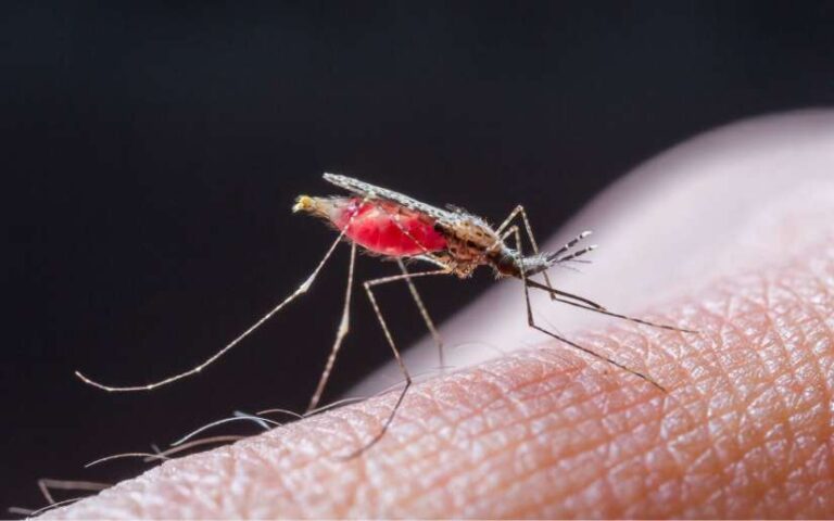 Minsa reporta menos contagios de malaria, influenza y neumonía en la última semana
