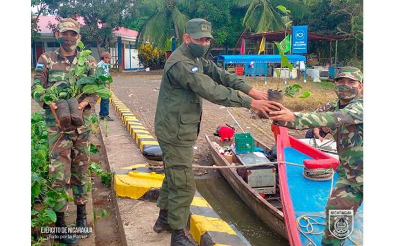 Ejército de Nicaragua realizó el cargue de 3 mil plantas en el muelle del San Carlos, Río San Juan