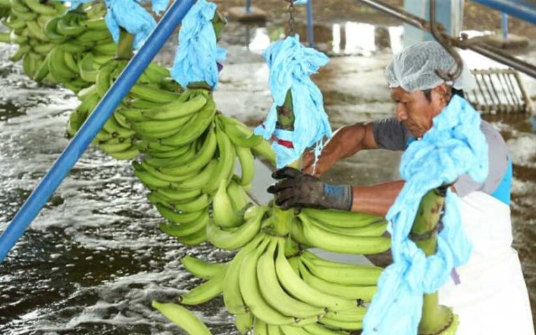 Crece producción nacional de plátano en Nicaragua