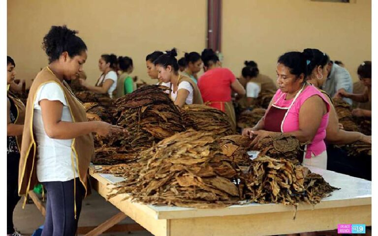 Nicaragua destaca mayor producción de tabaco durante el año 2023