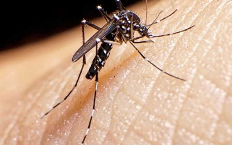 Menos contagios de dengue, malaria, neumonía, influenza y leptospirosis en Nicaragua
