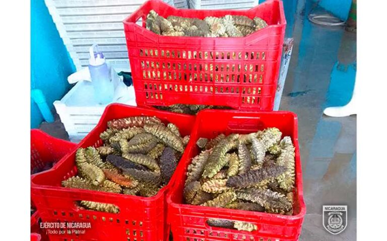 Distrito Naval Caribe realizó la ocupación de pepino de mar de las especies “Pikachu”