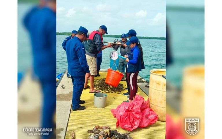 Fuerza Naval ocupó pepinos de mar que eran trasladados de manera ilegal