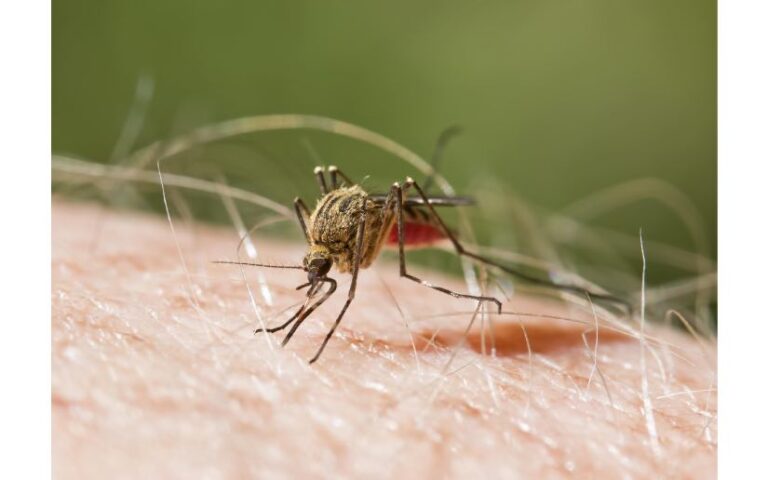 Autoridades de Salud reportan menos contagios de Malaria en Nicaragua