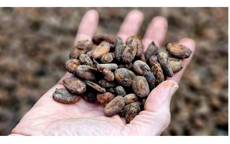 UNAN-Managua y Mefcca realizaron visitas a Líderes de diferentes Cooperativas del rubro Cacao