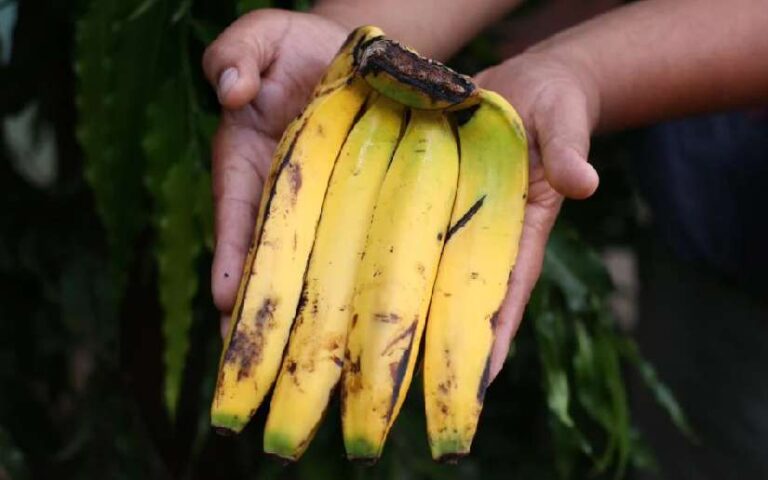 Reportan incremento continuo en producción de banano en Nicaragua