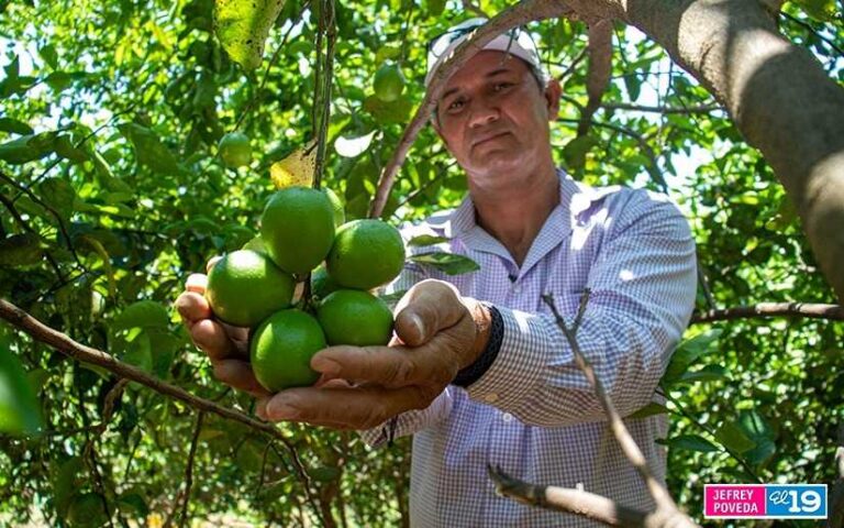 Producción nacional de cítricos con buenos resultados durante el año 2023 en Nicaragua