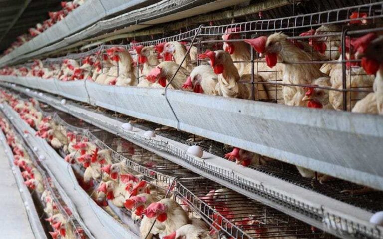 Nicaragua incrementa su producción de carne de pollo