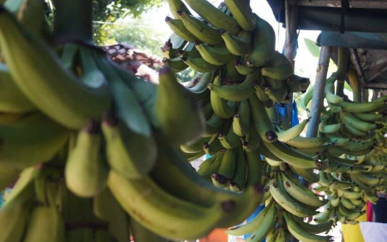 Nicaragua presenta un crecimiento sostenido en la producción de plátano