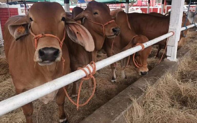 Feria Ganadera HATOFER se desarrolla con éxito en Camoapa