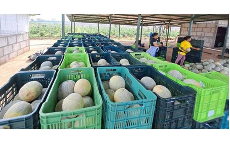 Producción nacional de melón y sandía registra buen comportamiento en Nicaragua