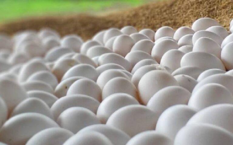 Incrementa Producción Nacional de Huevo de enero a marzo 2024 en Nicaragua