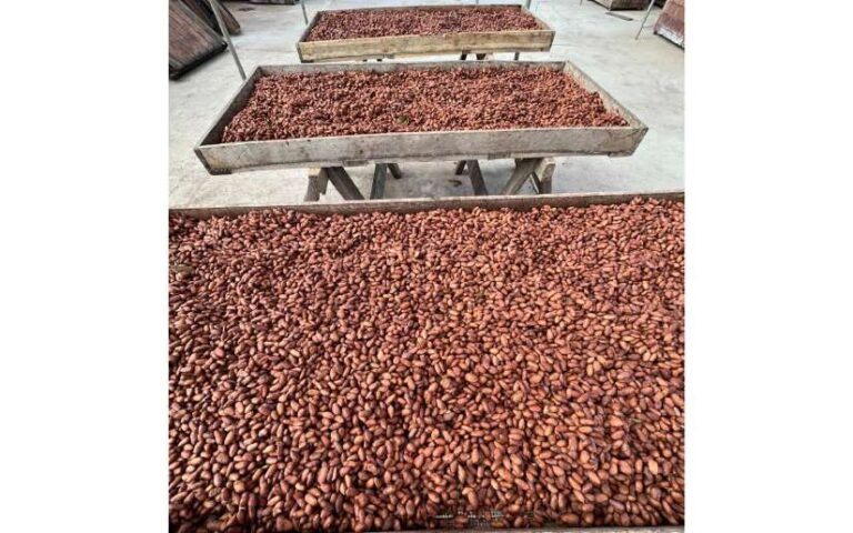 Exportaciones de cacao nicaragüense presenta un crecimiento del 24.2%