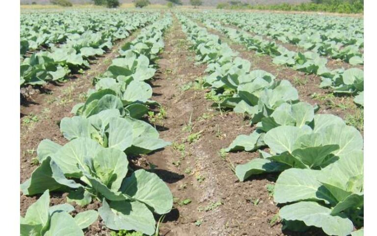 Nicaragua registra buena salida de cosecha de las principales hortalizas